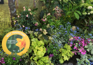 Evergreen Wales Best Trade Stand Award | RHS Show 2015 Award