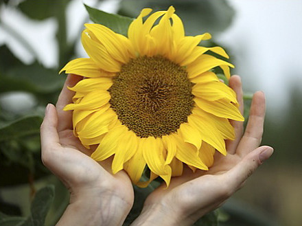 sunflower hands sensory garden
